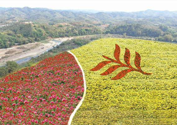 江东新区:发展特色中草药种植,助力乡村振兴