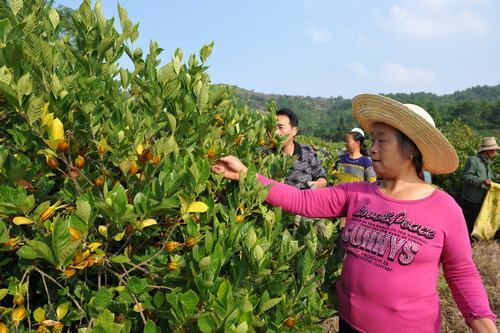 种下发财果每亩收益可达上万元,温州黄栀子带动村民踏上致富路