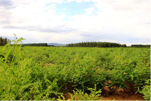阿勒泰地区打造中草药全产业链