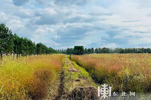 依安县红星乡聚焦 一村一品 种植中草药 农民增收有 钱 景